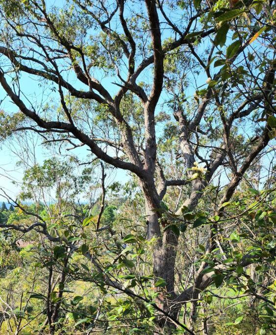 The Black Cockatoo - Secret Garden Treetops Home Katoomba Dış mekan fotoğraf